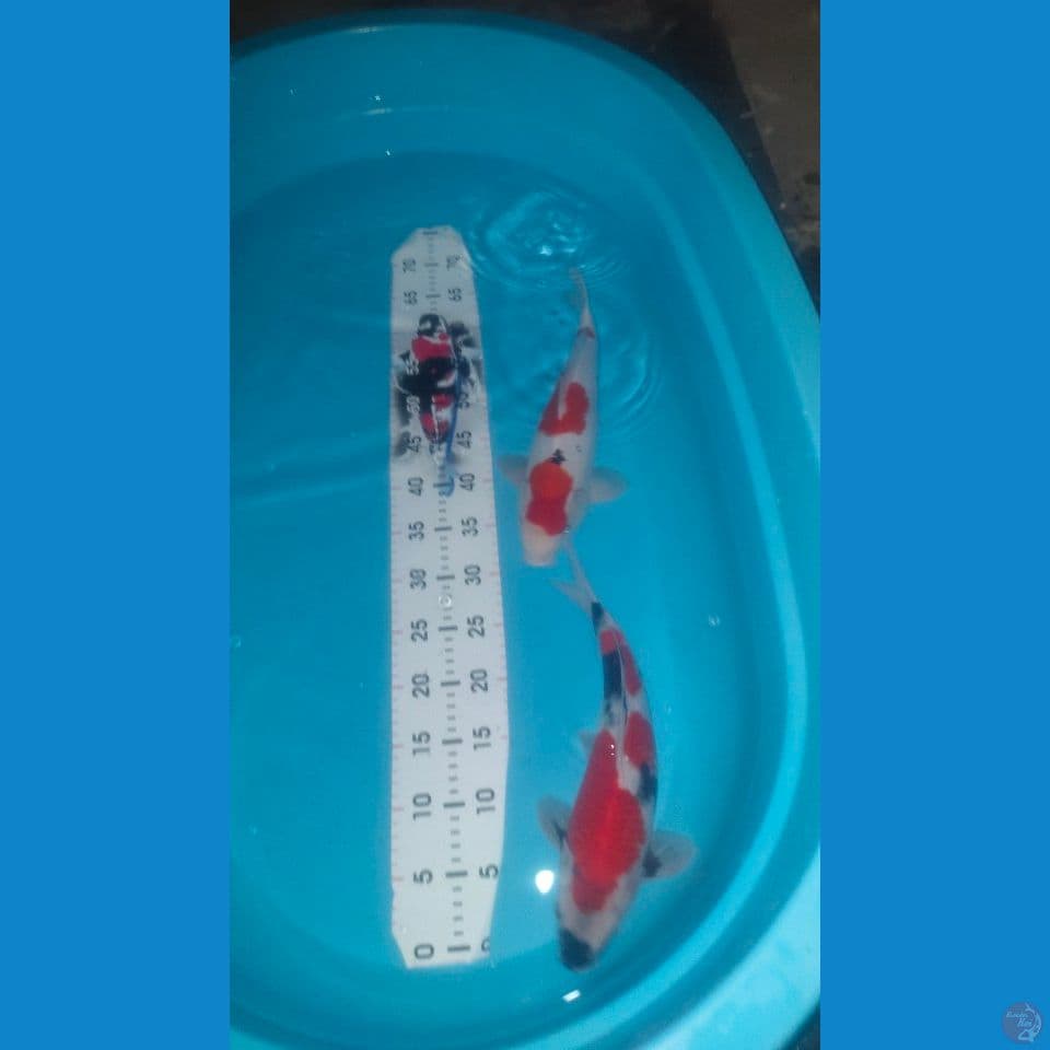 2 ekor Super Showa & Sanke Male 37cm™