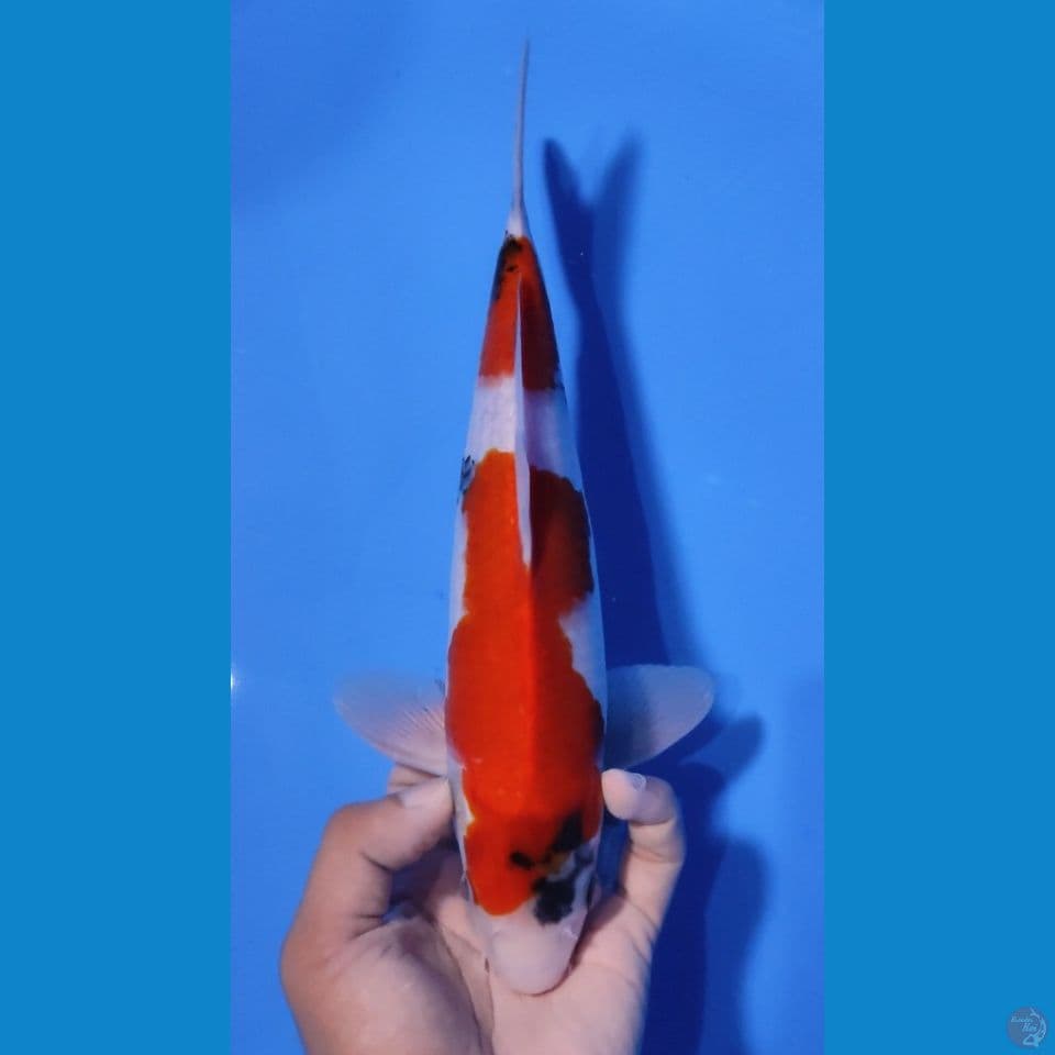 SHOWA TATEGOI ORI -28CM - MALE