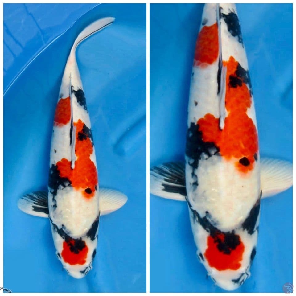 Kindai Showa F1 Isai Jumbo 52cm