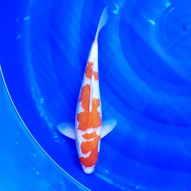 KOHAKU JANTAN 33cm