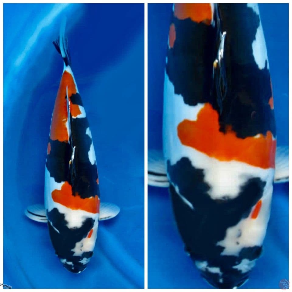Black kindai showa doitsu murni super jumbo f1 52cm