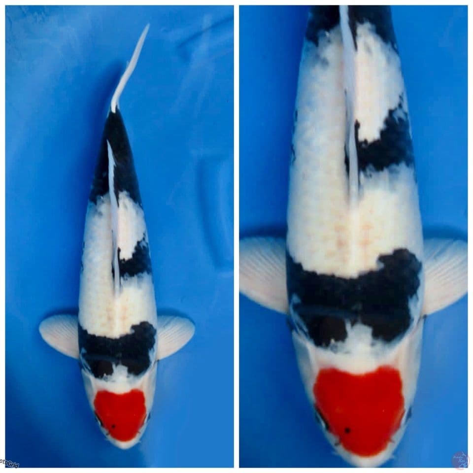 Tc showa super jumbo F1 52cm male