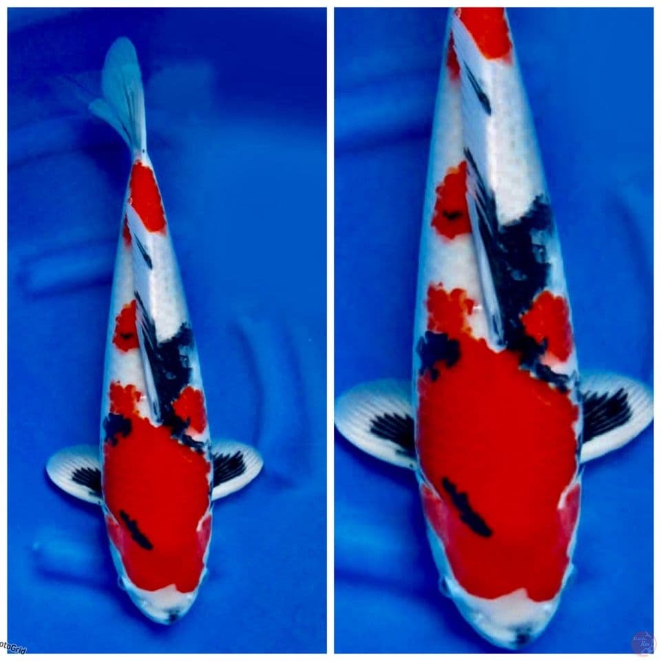 Red showa Super Isai F1 52cm male