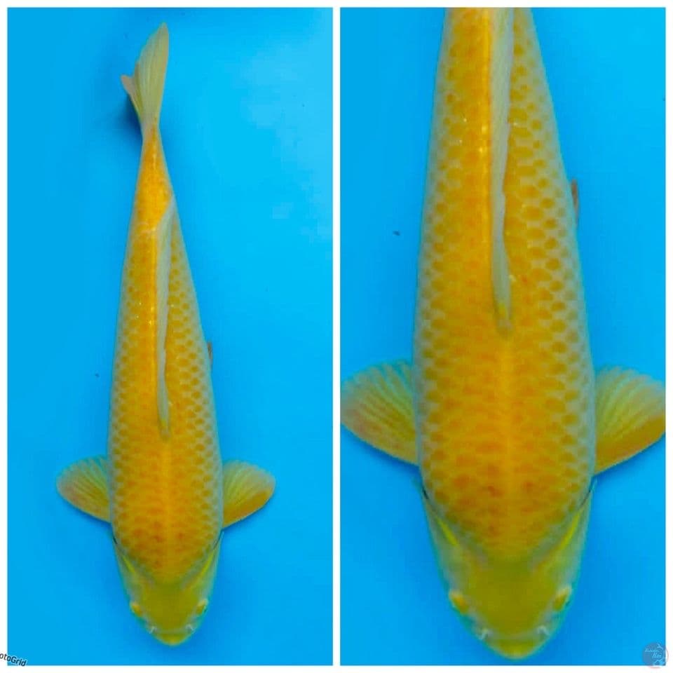 Super red eye karasi f1 Marusai jumbo no bocor 55cm