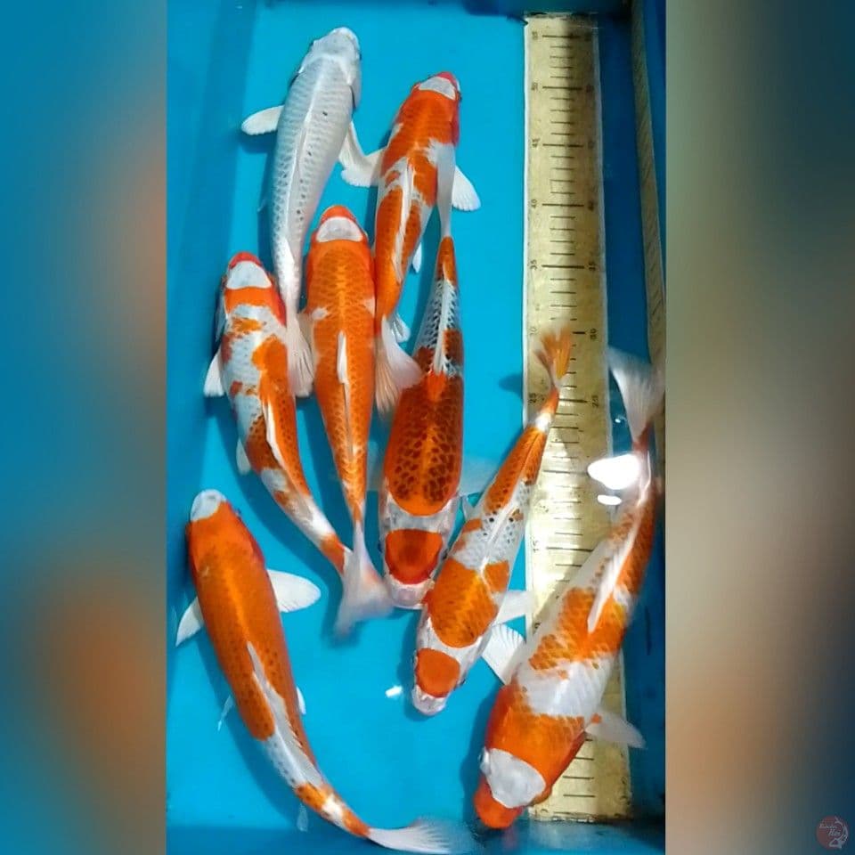 MARUTEN HIKARI 2530 8ekor