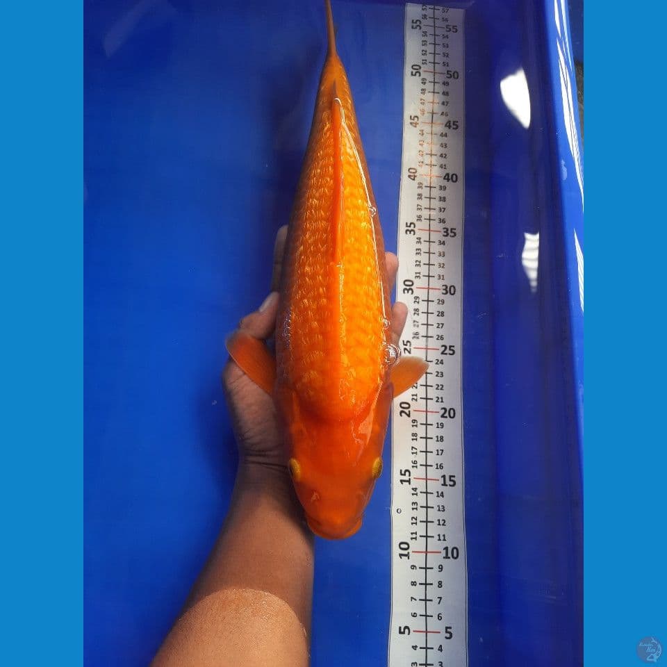 42cm