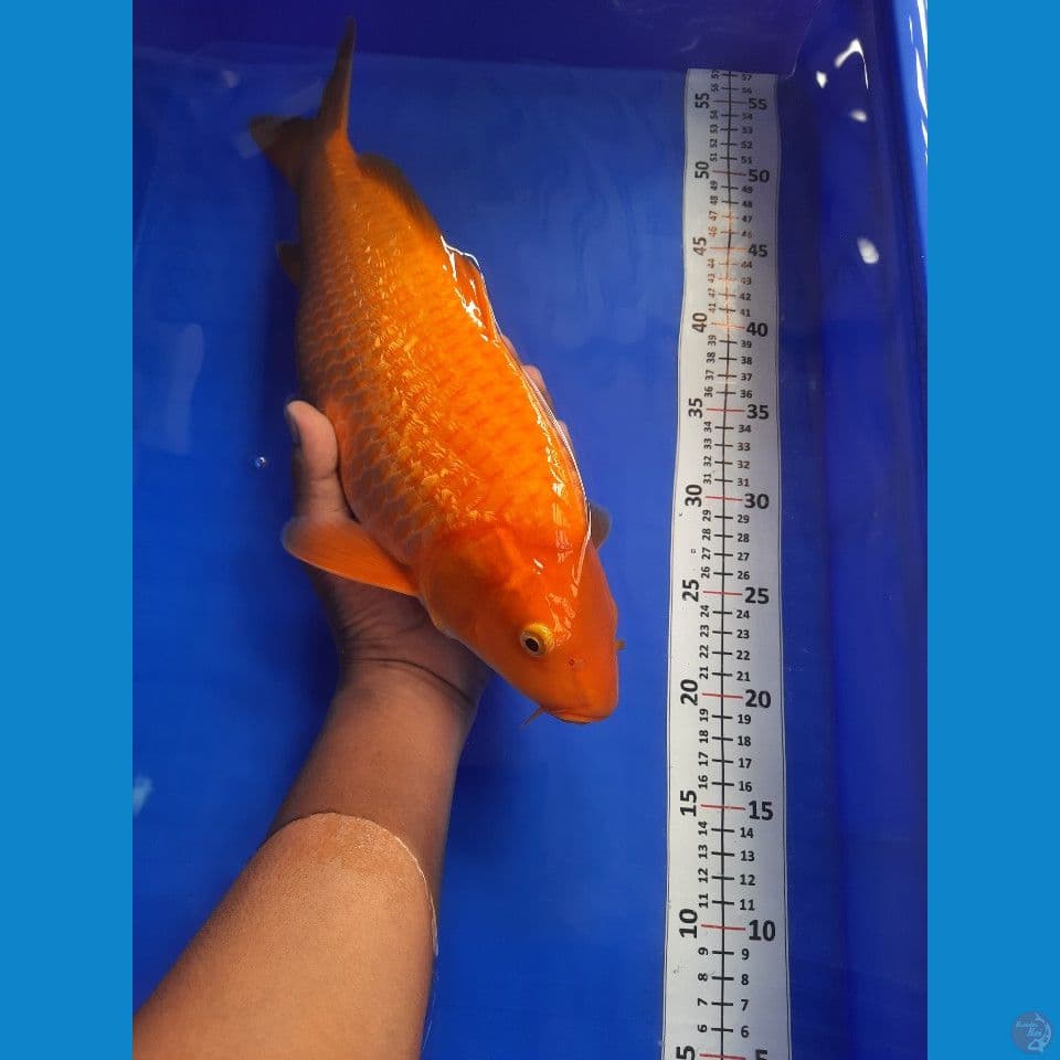42cm