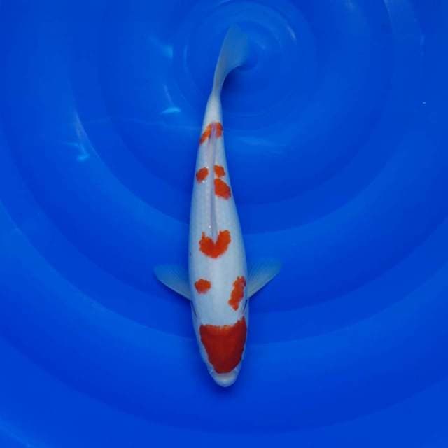 KOHAKU SAKURA MALE 27CM