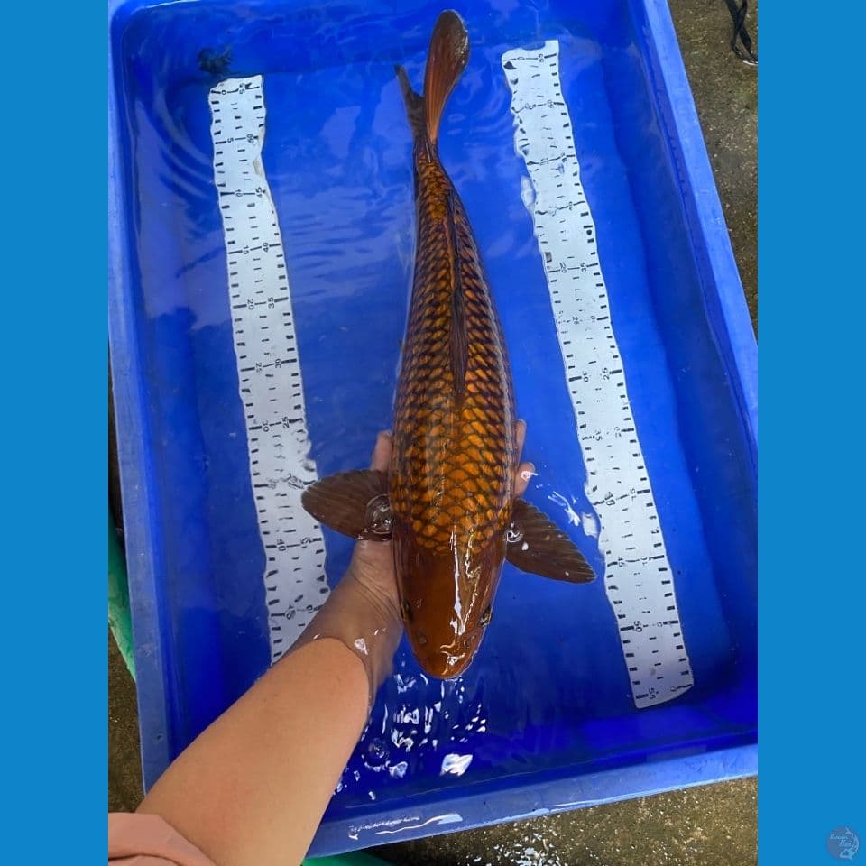 jantan jumbo net bgs chagoi