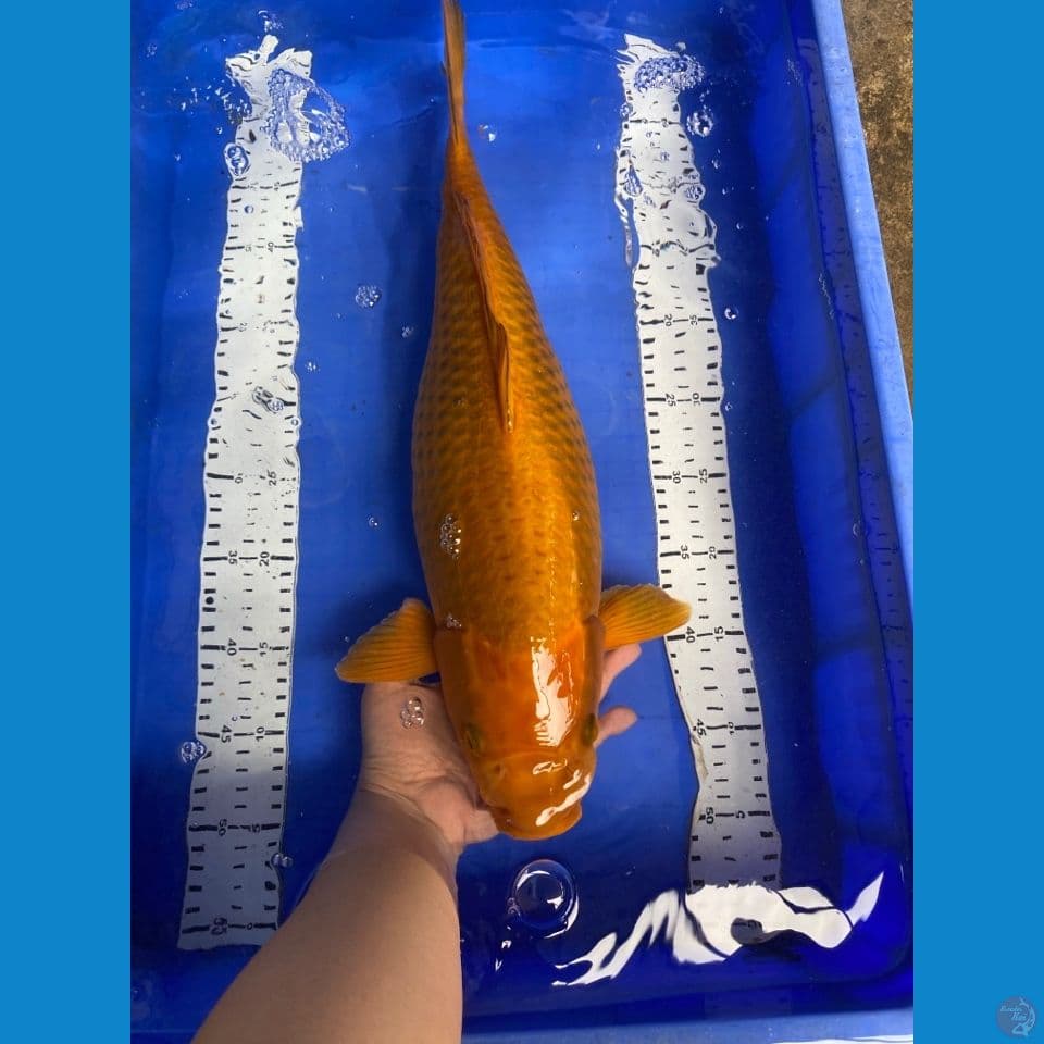 jumbo chagoi cerah 47