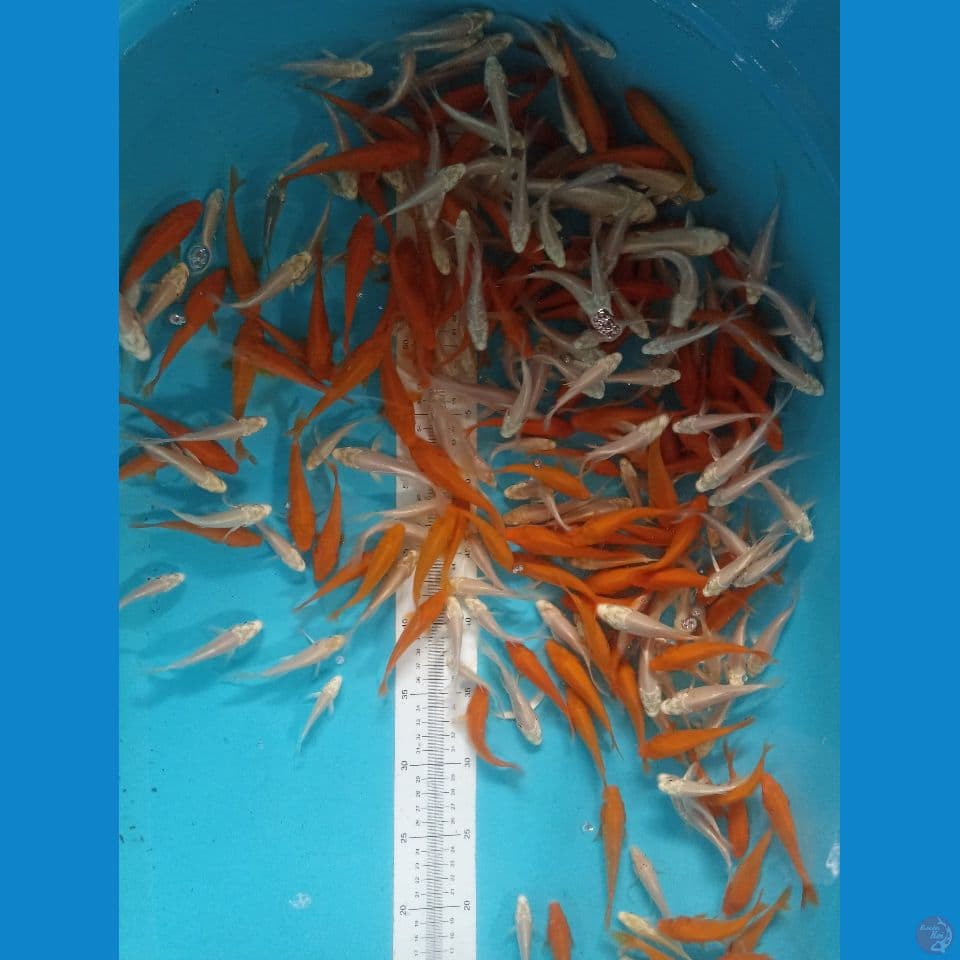 platinum kumpay & benigoi sz 7-13 250 ekr
