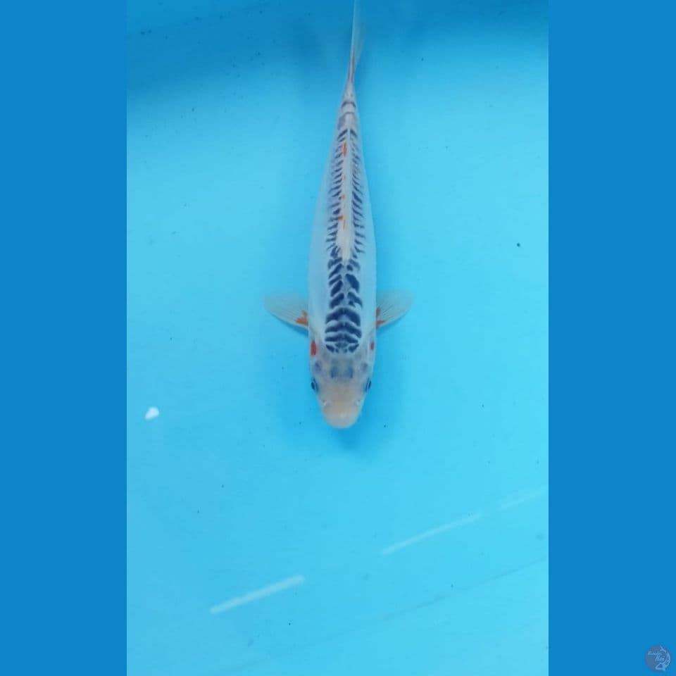 Shusui 24cm