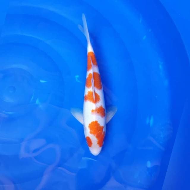 KOHAKU POLA ANTIK 32CM MALE