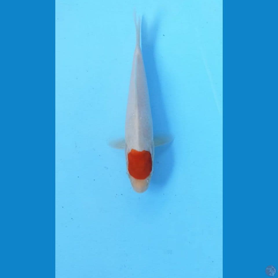 Tancho 19cm