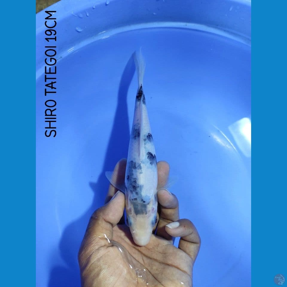 SHIRO TATEGOI 19CM