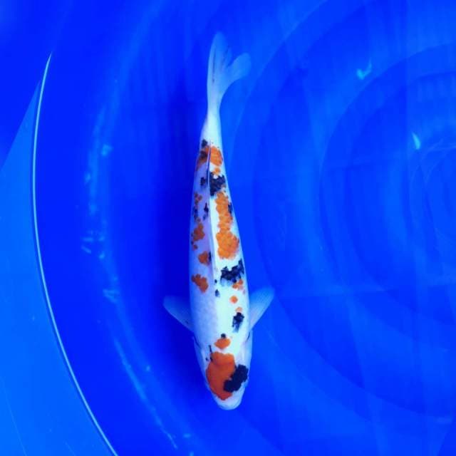 SANKE SAKURA MALE 31CM