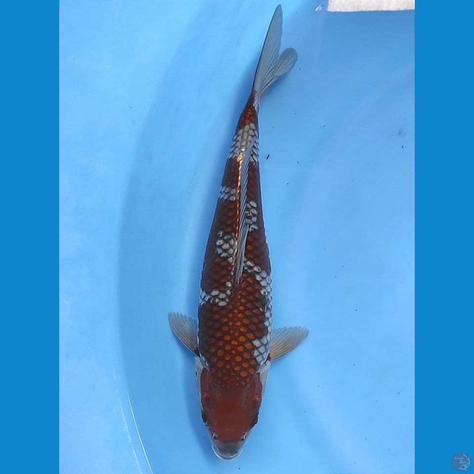 Ochiba 35cm