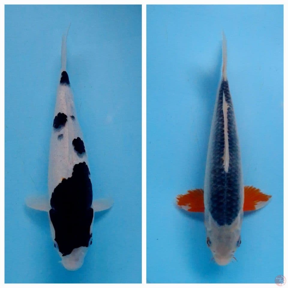 24,29cm