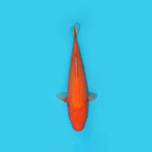 BENIGOI 33 CM