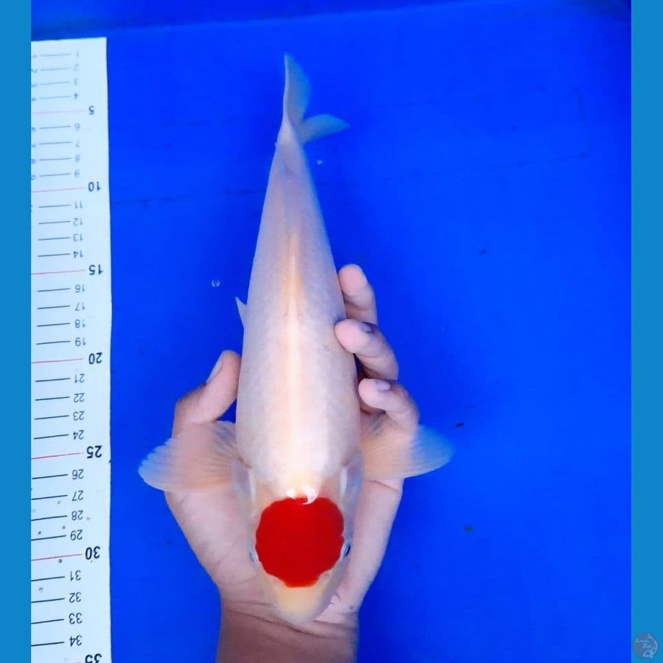 original tancho 30cm (male)