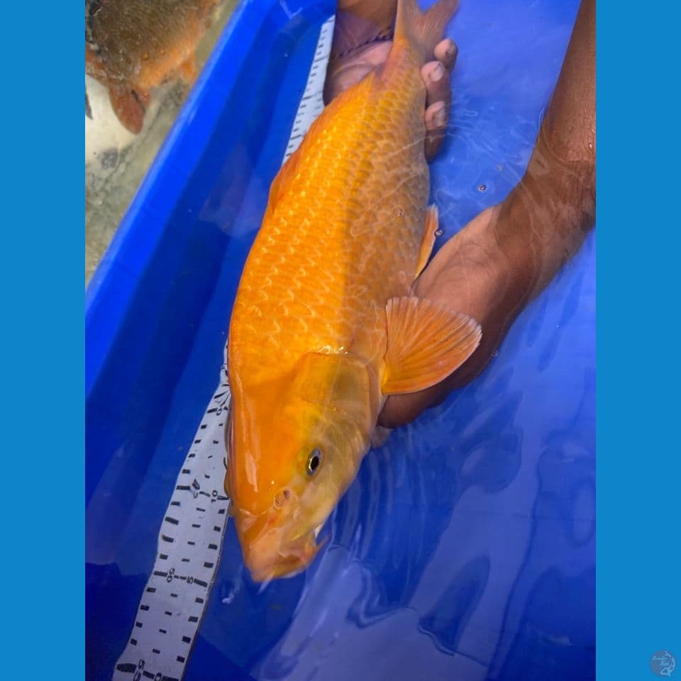 jantan 42 karamel