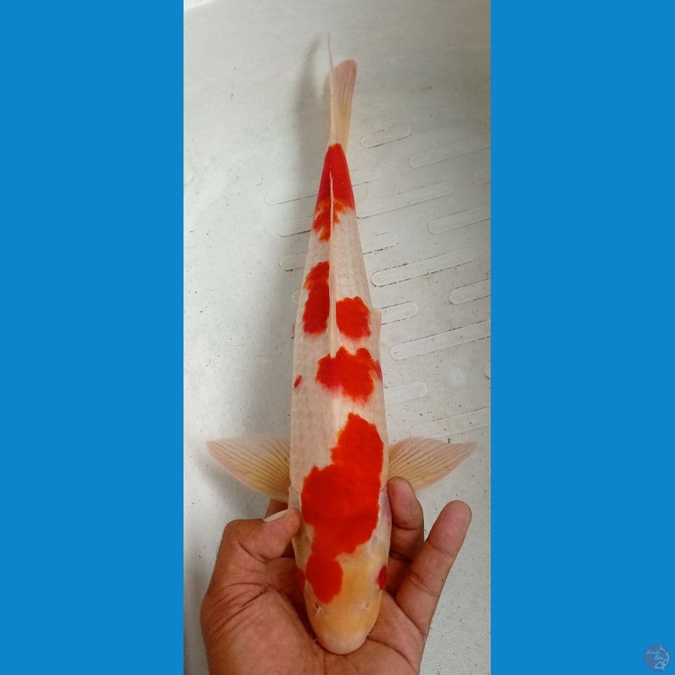KOHAKU 43