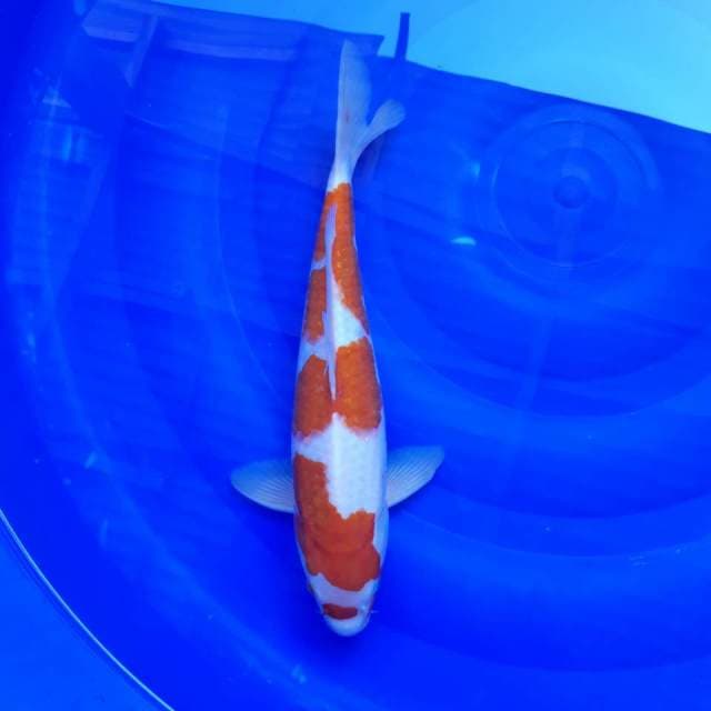 KOHAKU MARUBENI JANTAN 35CM