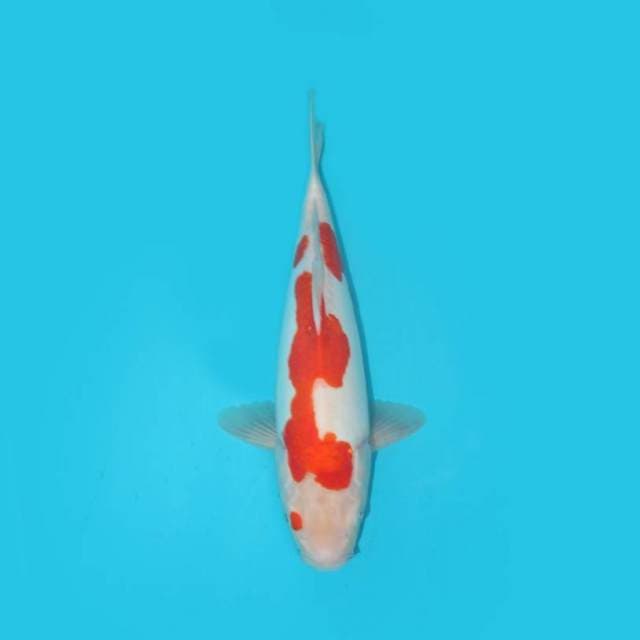 KOHAKU DOITSU 29 CM