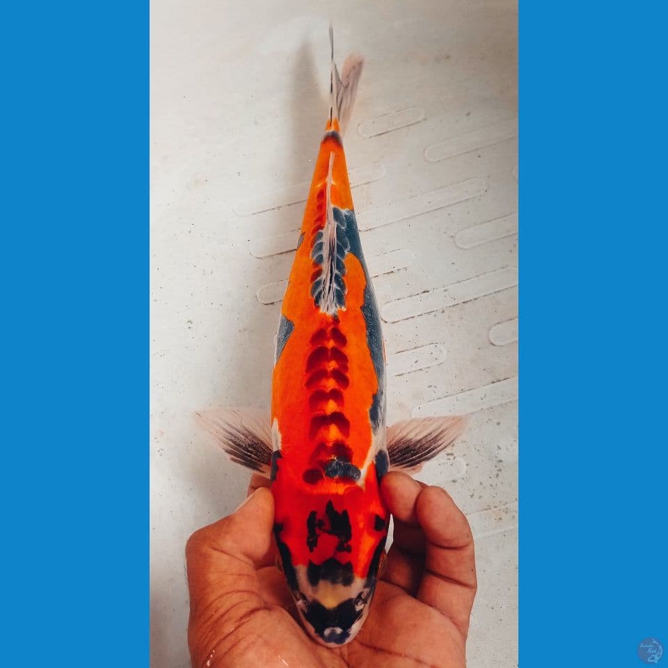 BENIKIKO 35