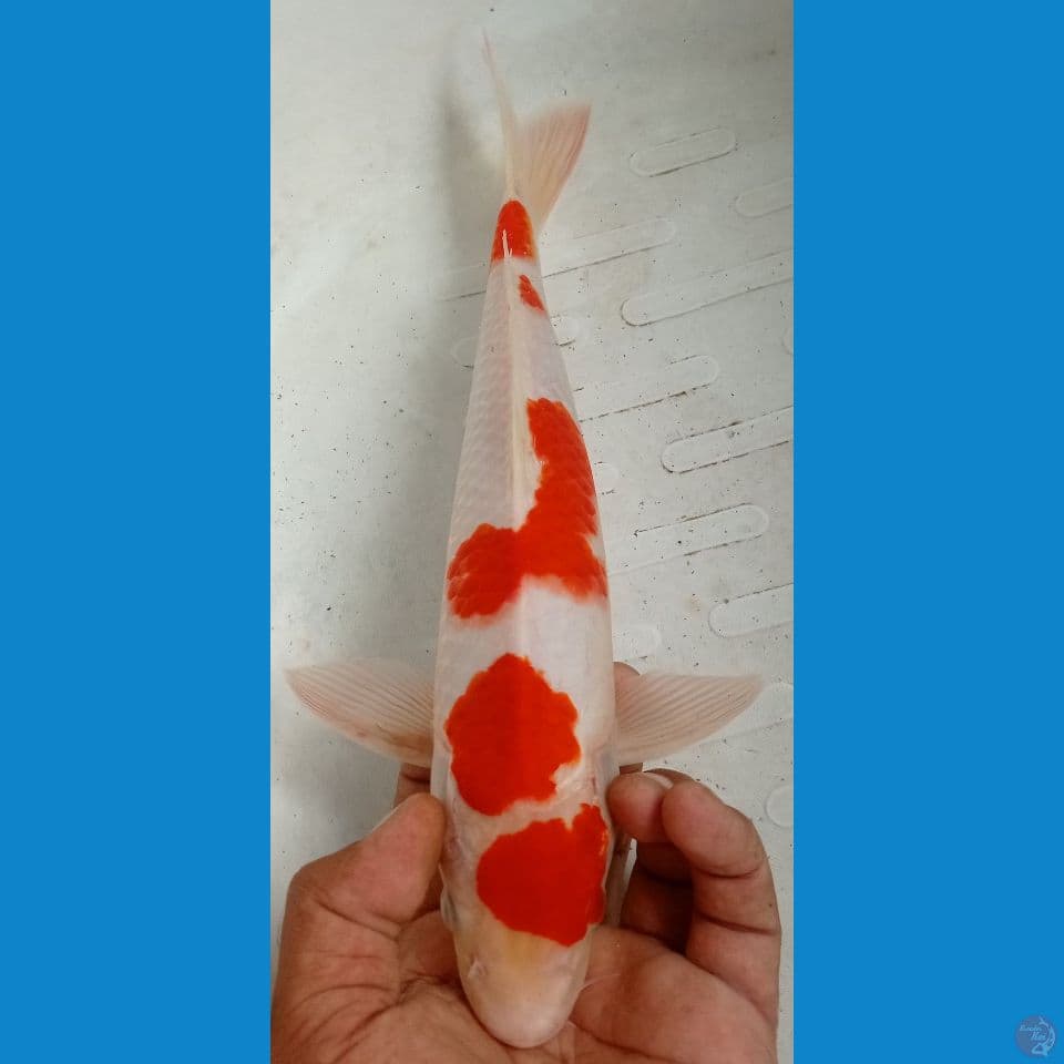 kohaku 34