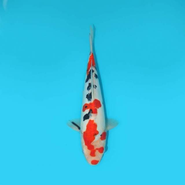 DOITSU SANKE 28 CM