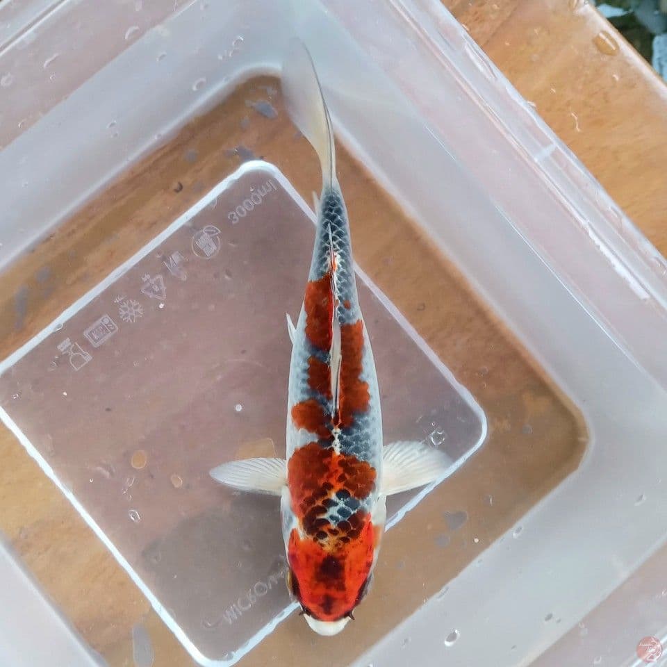 KUJAKU 15CM