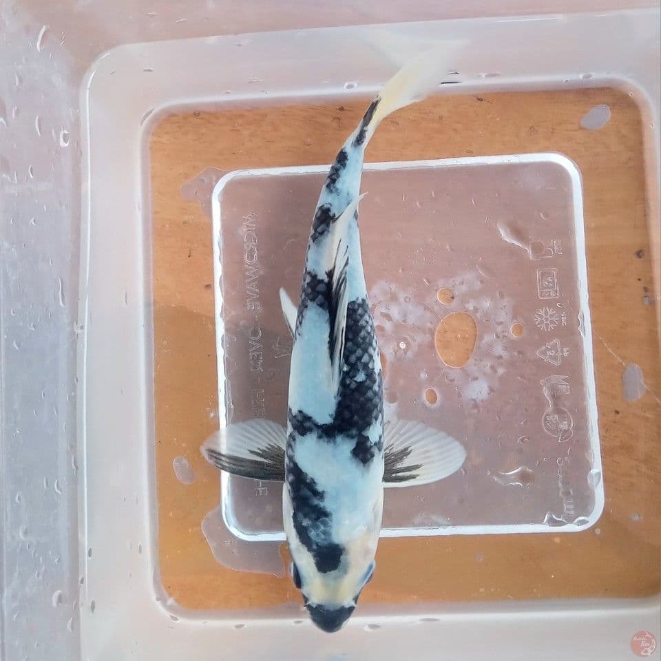 SHIRO BABY 17CM