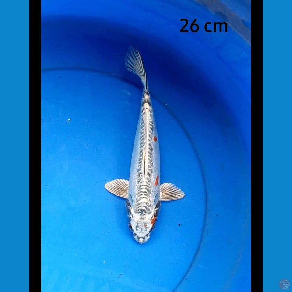 Kiko 26 cm