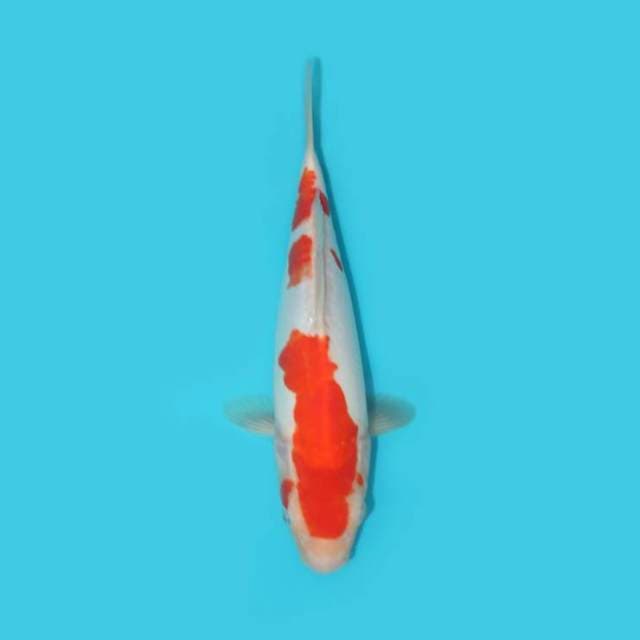 KOHAKU DOITSU 30 CM