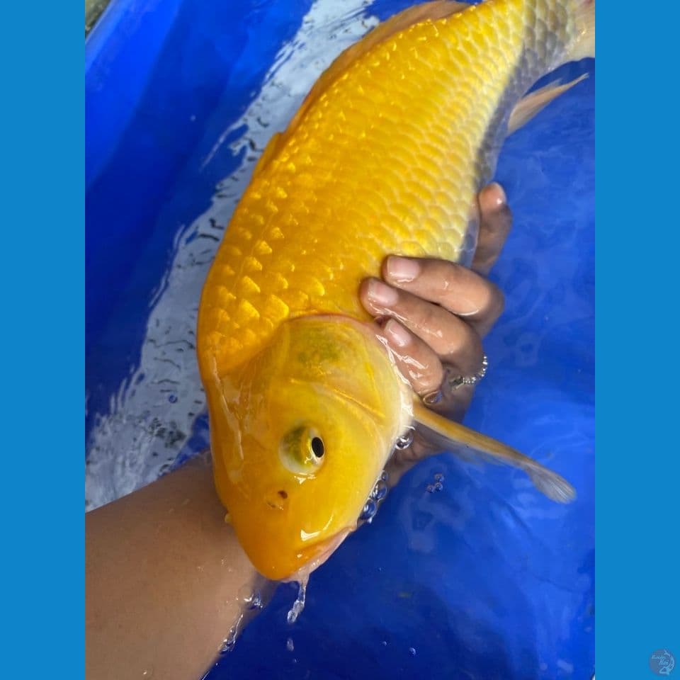 karashi lemon punuk