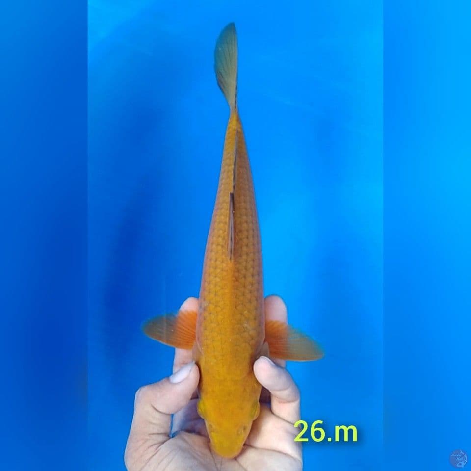 chagoi size : 26cm.m