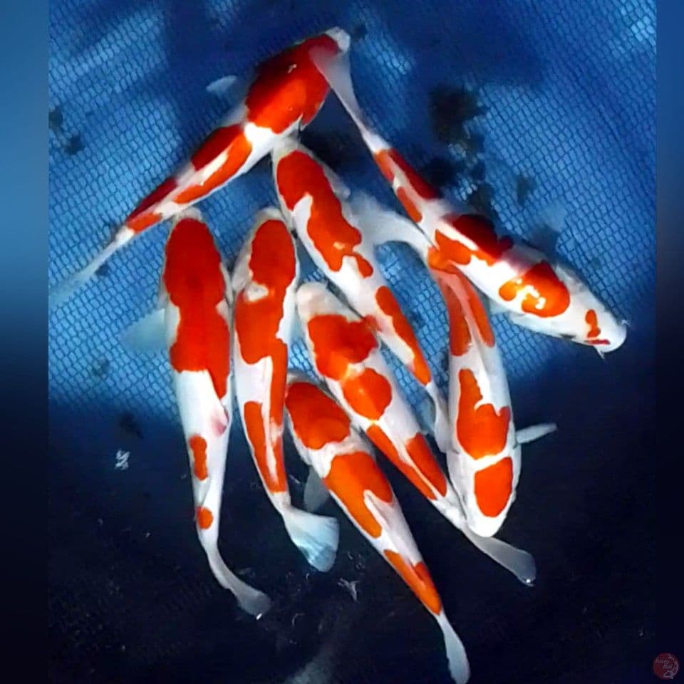 Doidsu 20-24cm