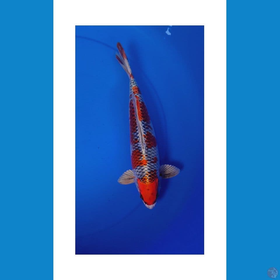 kujaku 32cm male