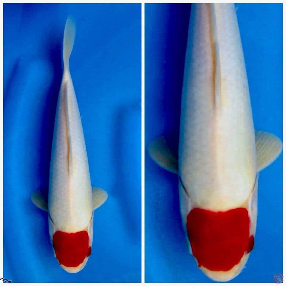 Tacho kohaku ori ori f1 sakai 28cm