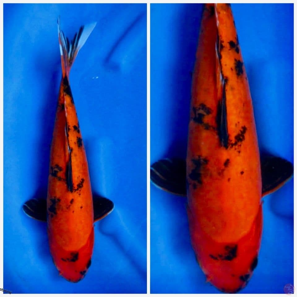 Hi utsuri Tategoi indukan dari sakai Size 40 cm
