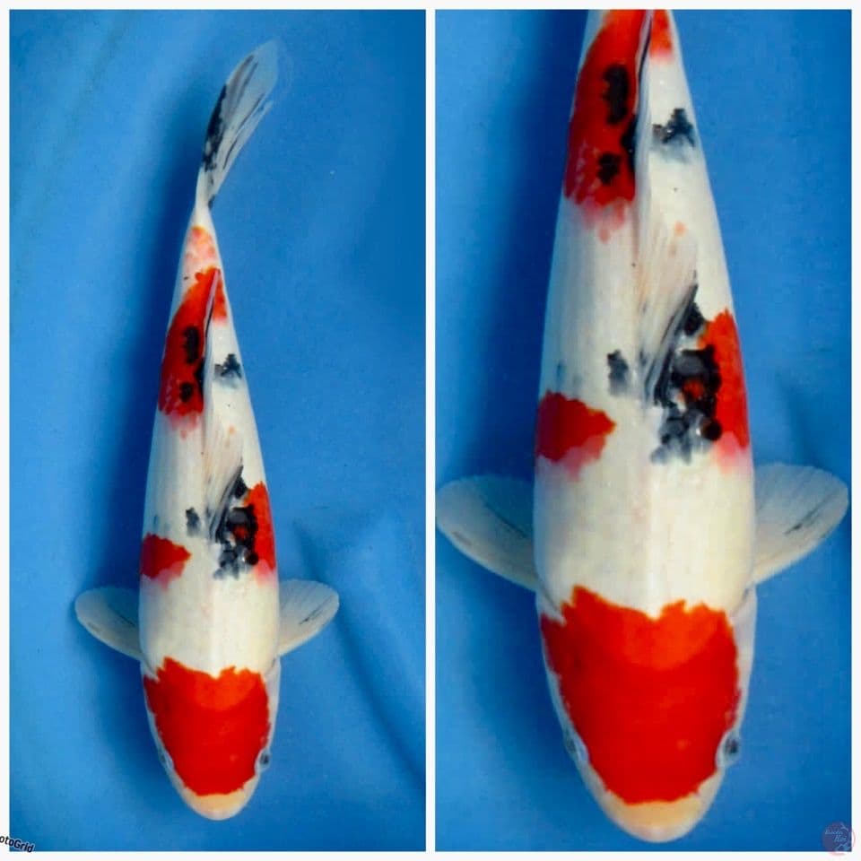 sanke sakai F1 38cm