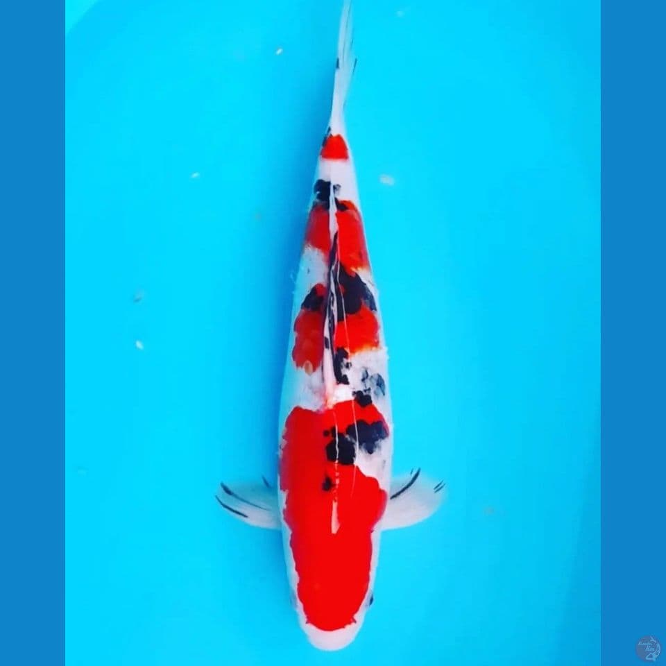 sanke Male 40cm