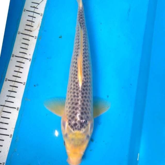 ASAGI 38 cm