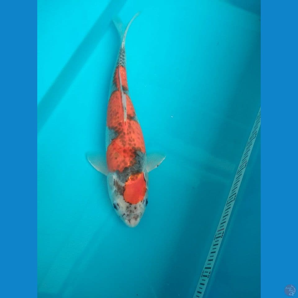 F1 Goshiki 35cm