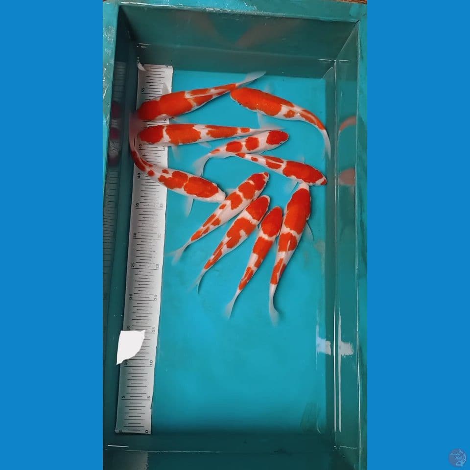 kohakuu