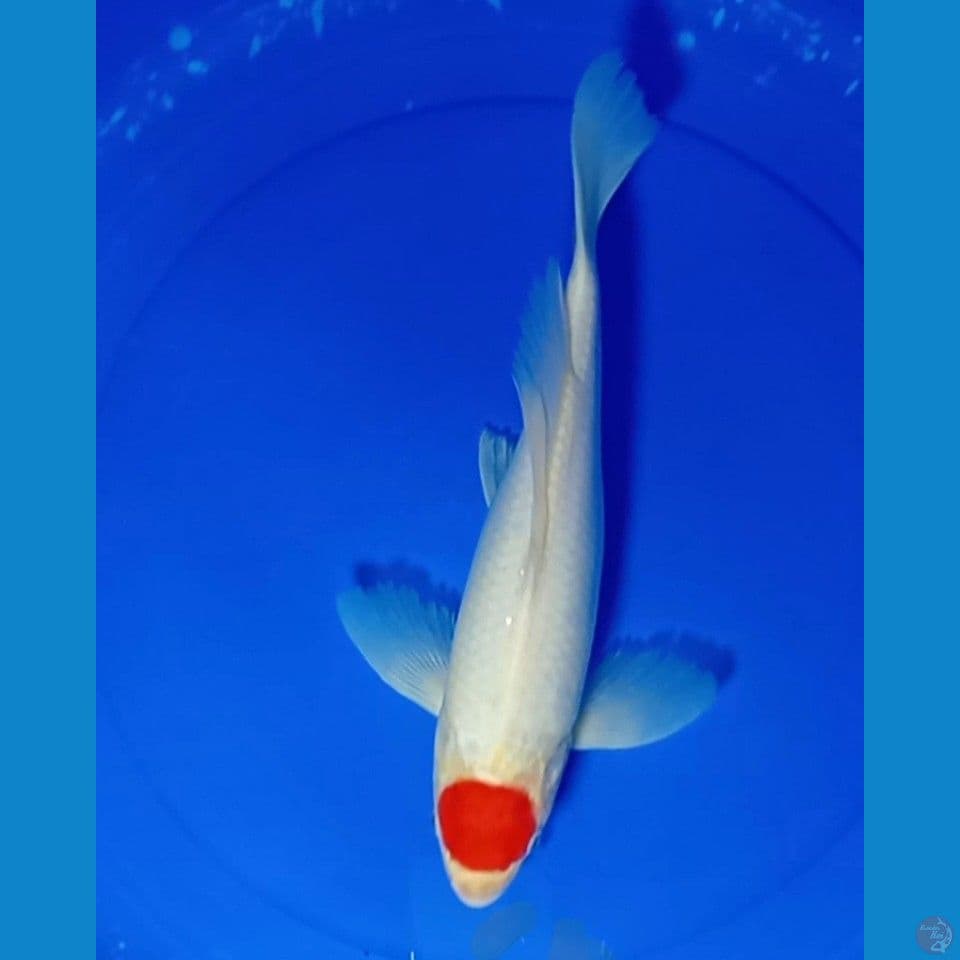 KUMPAY TANCO KOHAKU 36 CM