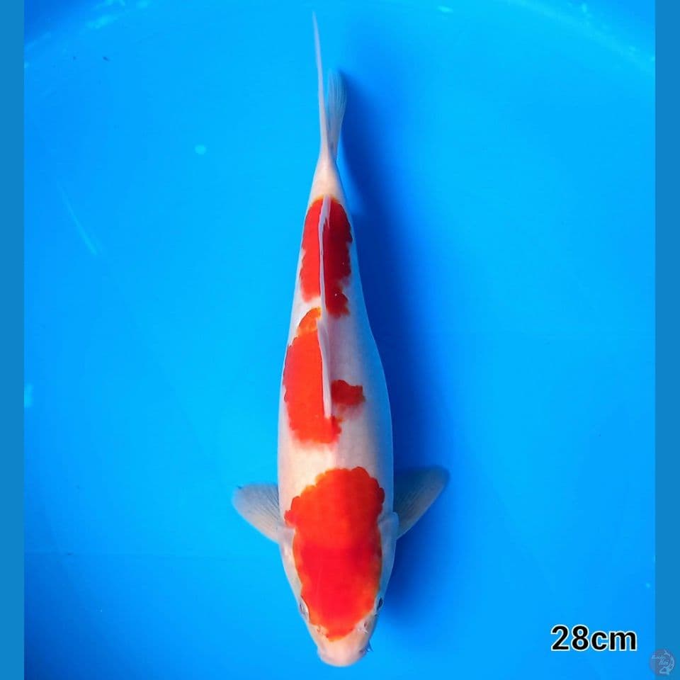 AIGOROMO TATEGOI 28CM MALE