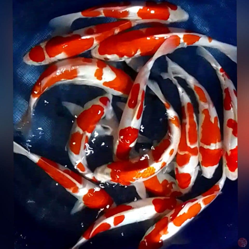 PAKET KOHAKU 30-35CM 14EKOR