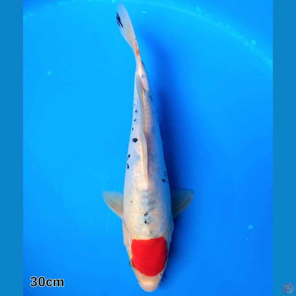 TANCHO SANKE DOITSU TATEGOI 30CM